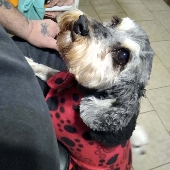 Meet your Posher, Joanie - Picture 1 of 1